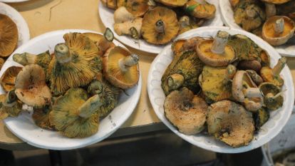 KANLICA MANTARI