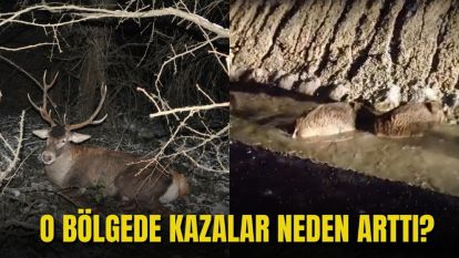 O BÖLGEDE KAZALAR NEDEN ARTTI?