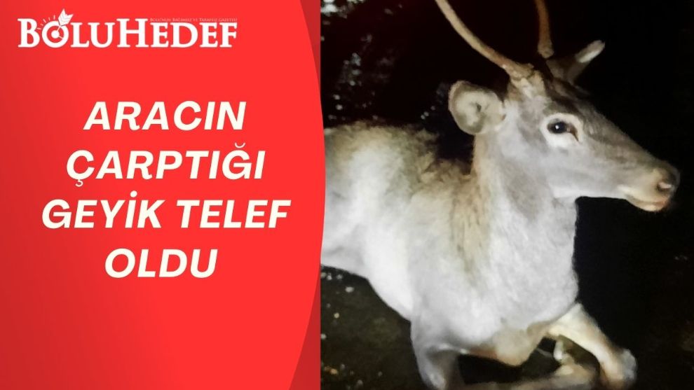 ARACIN ÇARPTIĞI GEYİK TELEF OLDU