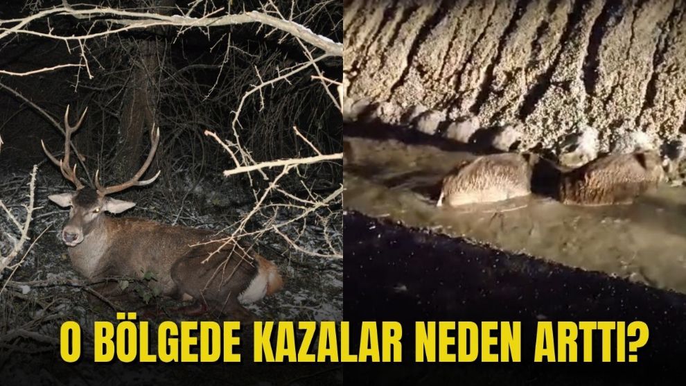 O BÖLGEDE KAZALAR NEDEN ARTTI?