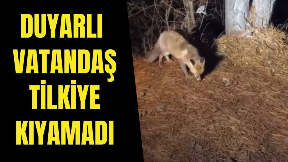 DUYARLI VATANDAŞ TİLKİYE KIYAMADI