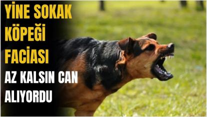 Diyarbakır'da köpeklerin saldırdığı çocuğu esnaf ve otomobil sürücüsü kurtardı