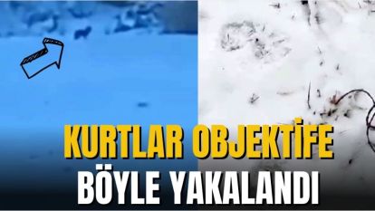 KURTLAR OBJEKTİFE YAKALANDI