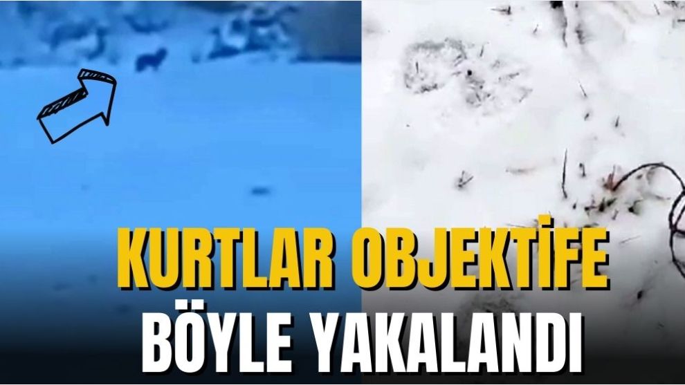 KURTLAR OBJEKTİFE YAKALANDI