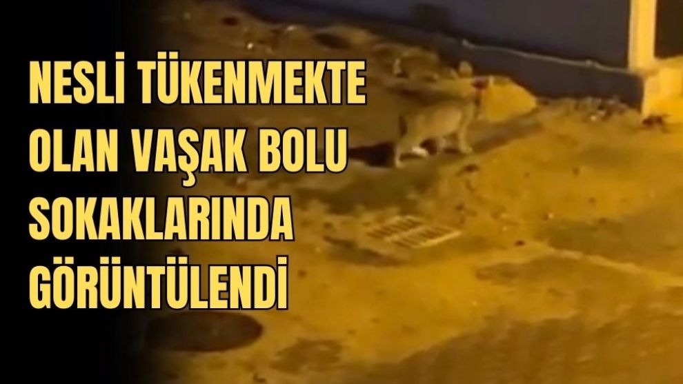 NESLİ TÜKENMEKTE OLAN VAŞAK BOLU SOKAKLARINDA GÖRÜNTÜLENDİ