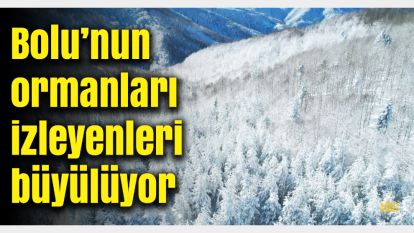 Bolu'nun Kuzey Ormanları, Doğal Terapinin Adresi: Beyaz Örtüsüyle Büyülüyor!