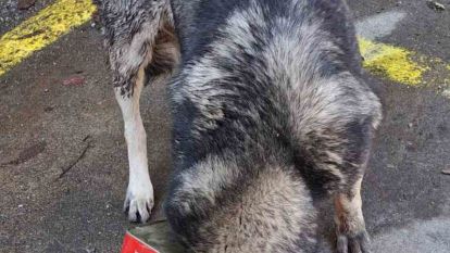 Bolu Dağı'nda yiyecek arayan köpek kafasını tenekeye sıkıştırdı