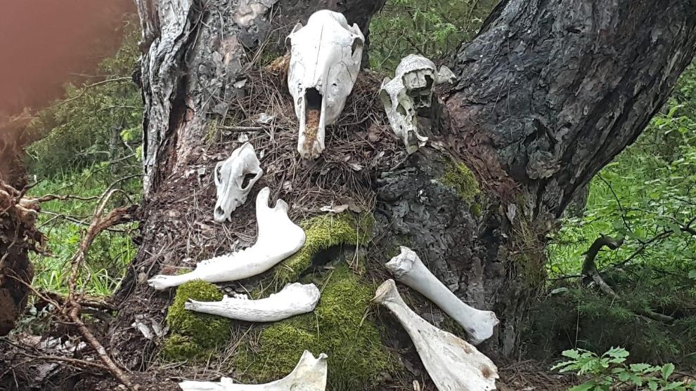 Bolu Ormanlarında Gizemli Keşif Merak Uyandırdı