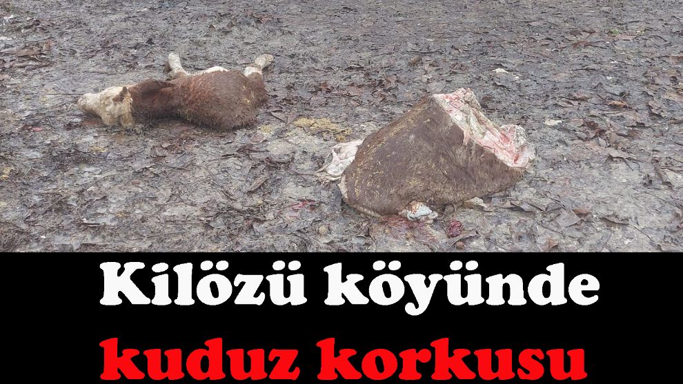 Kilözü Köyü'nde Kuduz Korkusu