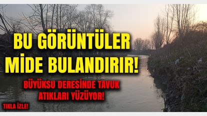 Bolu'da Büyüksu deresinden iğrenç görüntüler: Canlı yaşamı tamamen bitmiş!