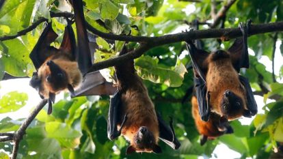 DSÖ'den Nipah Virüsü Uyarısı: Bangladeş'te Vakalar Artıyor