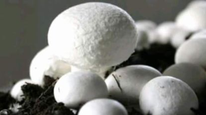 Mengen'de Kültür Mantarı  üretilecek