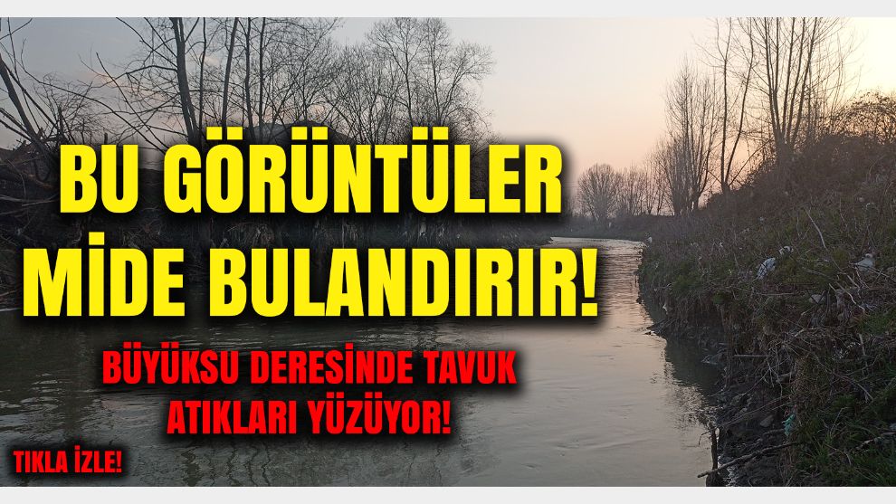 Bolu'da Büyüksu deresinden iğrenç görüntüler: Canlı yaşamı tamamen bitmiş!