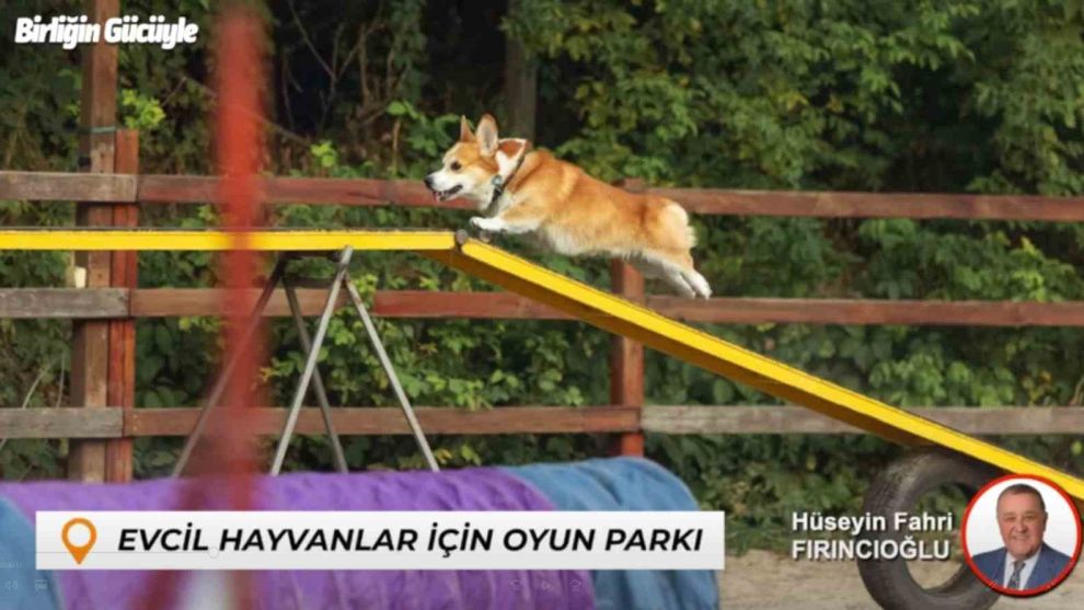 Bartın’da sokak hayvanları için yuva evcil hayvanlar için oyun parkı yapılacak