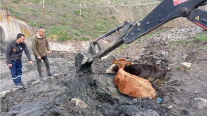 Çamura Saplanan İnekler Kurtarıldı: Bolu'da Olaylı Kurtarma Operasyonu