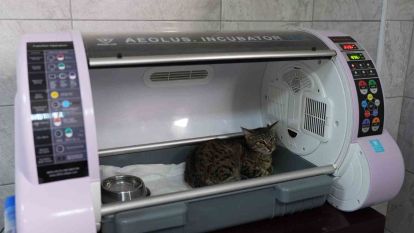 Düzce'de sokak hayvanları emin ellerde