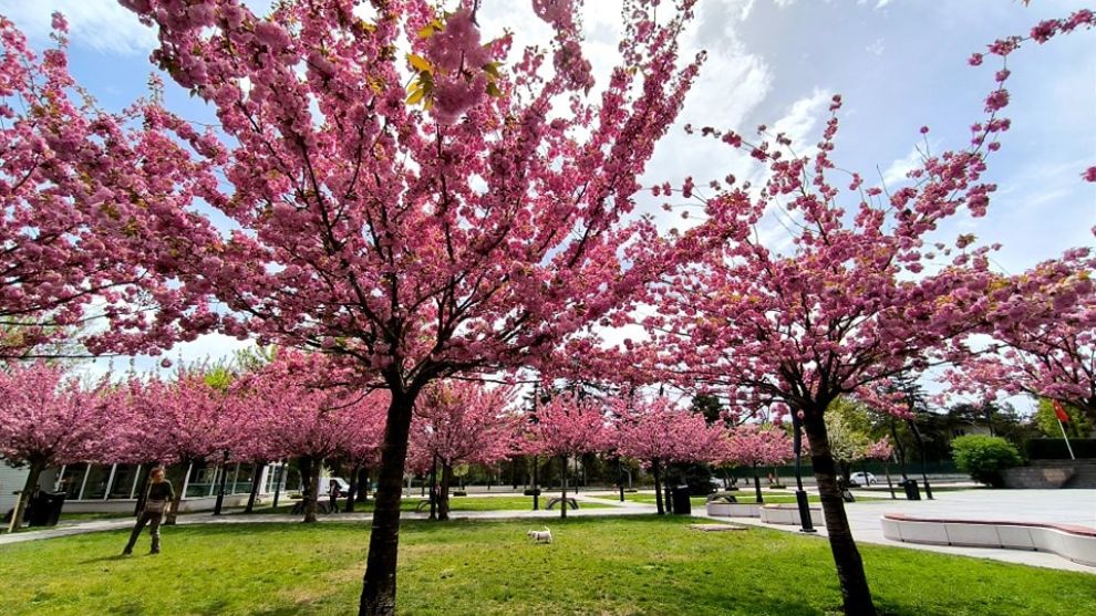 Bolu Merkezindeki Anıtpark, Çiçeklerle Donandı: Adeta Bir Çiçek Bahçesi