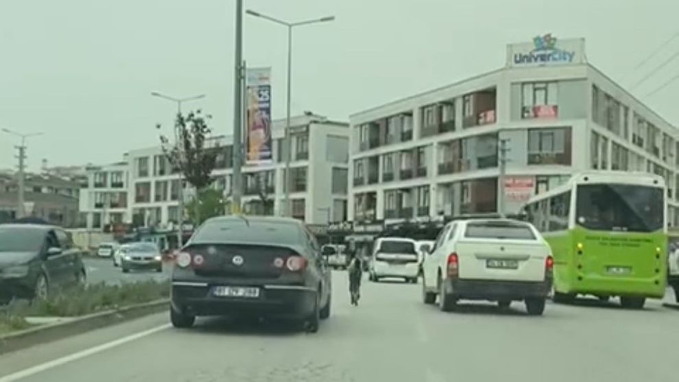 Başıboş tay trafiği karıştırdı