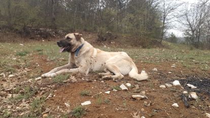 Köpeği öldürüp, sahibinin yaralayan ve tutuksuz yargılanan sanık 6 yıl 6 ay hapis cezası aldı