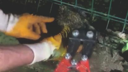 Kirpi tellere sıkıştı, itfaiye devreye girdi