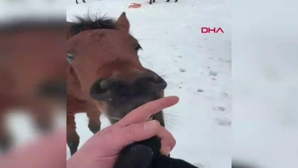 Bolu'da Doğasever Yılkı Atlarını Havucuyla Besledi