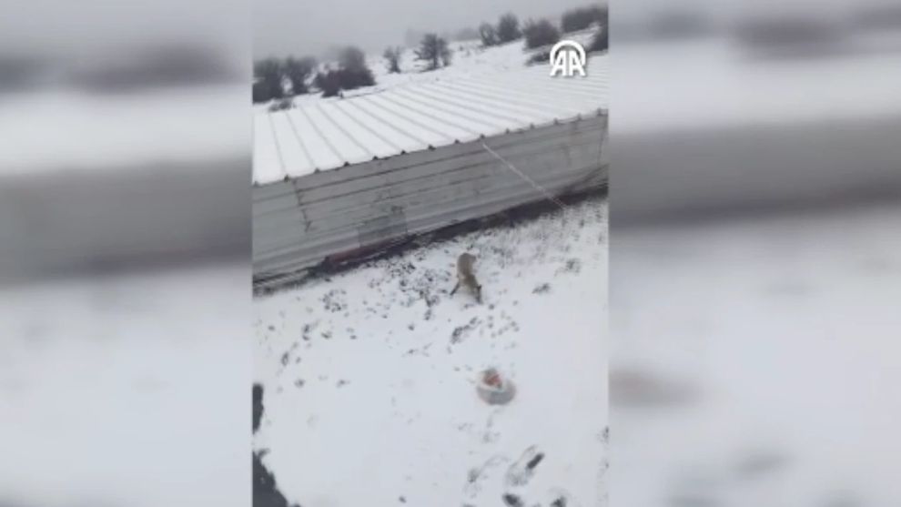 Tilkinin bahçedeki ekmekleri çukura saklama anı