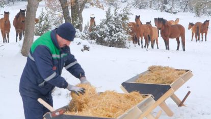 Bolu Belediyesi Ekipler yılkı atlarını unutmadı