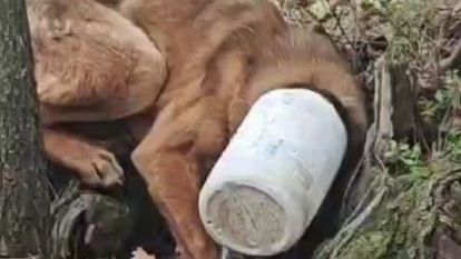 Kafasına plastik bidon sıkışan köpeğe yardım eli