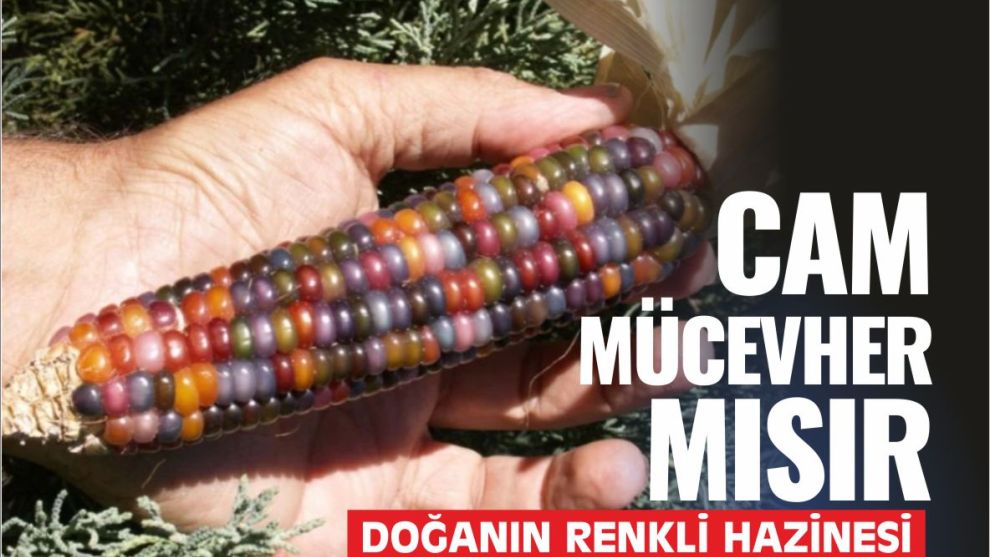 Cam Mücevher Mısır: Doğanın Renkli Hazinesi