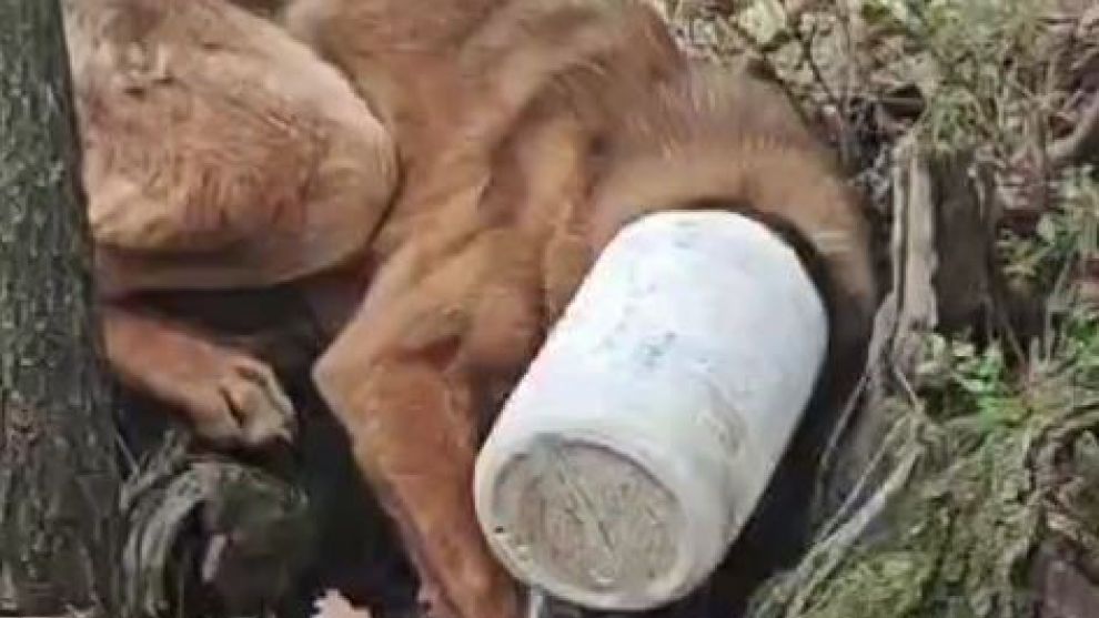 Kafasına plastik bidon sıkışan köpeğe yardım eli