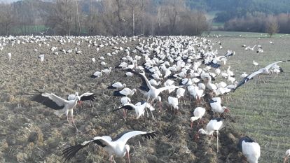 Leylekler 5 dönümlük tarlada mola verdiler