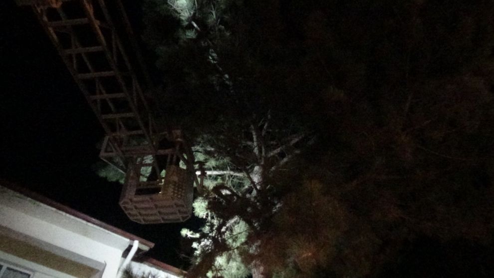 Ağaçta mahsur kalan kediyi itfaiyeciler kurtardı