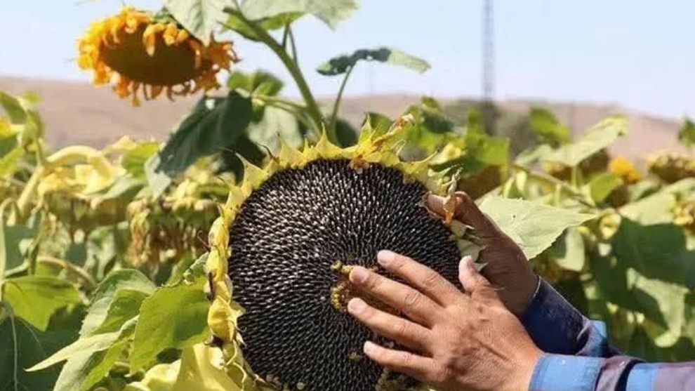 Bolu'da çiftçilere yönelik destekler devam ediyor!