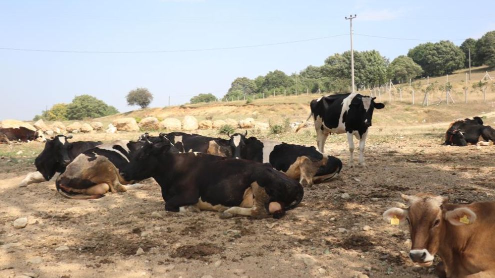Şap hastalığı nedeniyle 22 köyde hayvan giriş ve çıkışı kısıtlandı