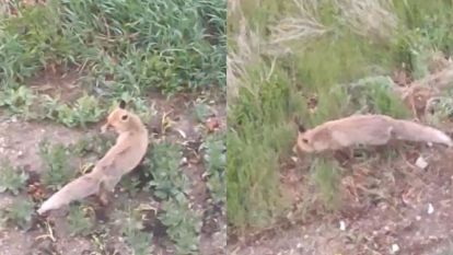Aç kalan tilki evin bahçesine kadar girdi