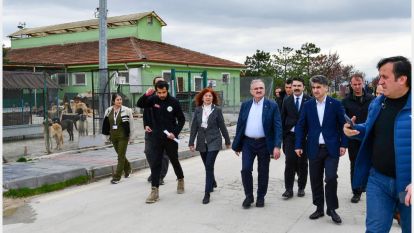 Bakan Yardımcısı sahipsiz hayvanlar konusuna dikkat çekti...
