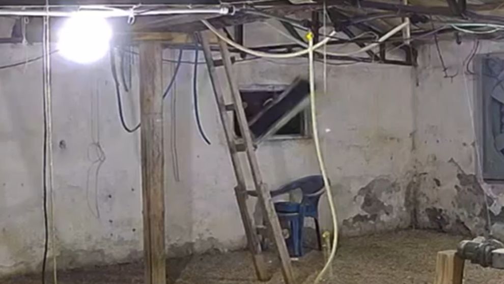 Aynının içeriye baktığı esnada tavuklar kaçarak uzaklaştı