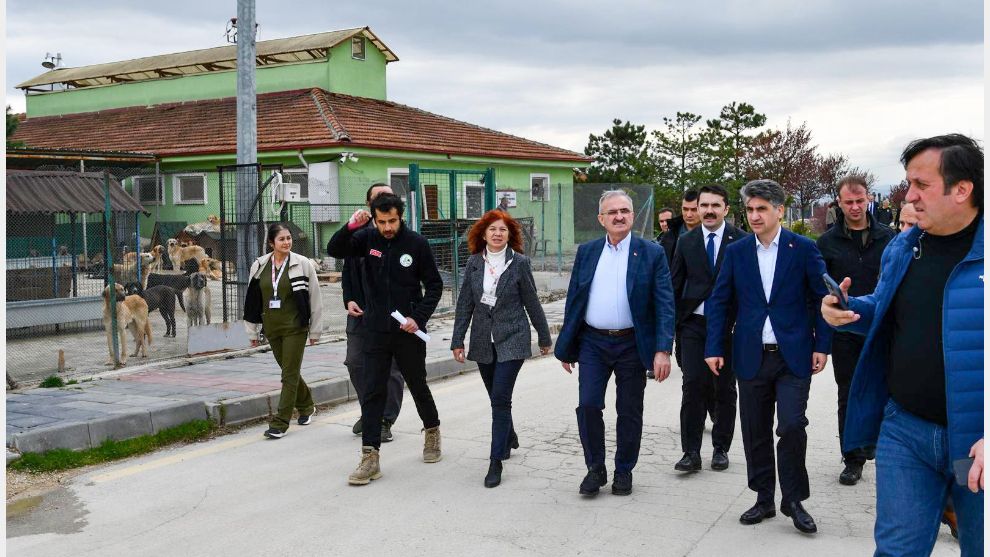 Bakan Yardımcısı sahipsiz hayvanlar konusuna dikkat çekti...