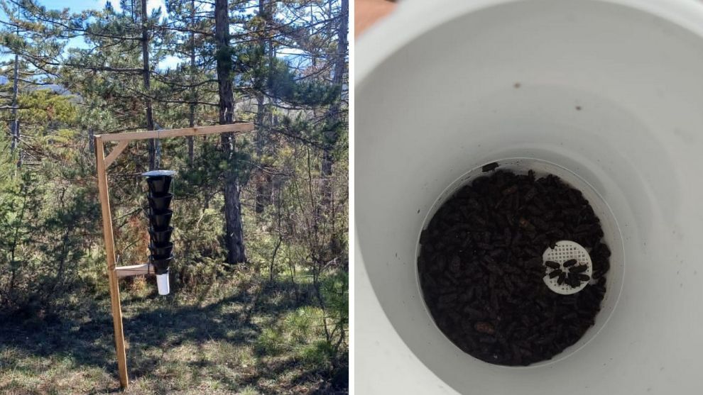 Böcek popülasyonu doğal dengeyi bozmadan azaltılıyor
