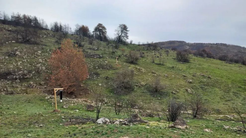 Orman zararlıları ile etkin mücadele çalışmaları başladı