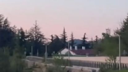 Bolu Düzce arasında ayı paniği!