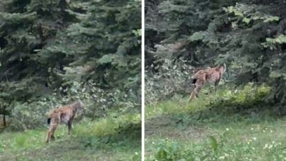 Bolu'da, nesli tükenmekte olan vaşak görüntülendi