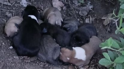 Çiftçinin dikkati 8 köpek yavrusunu ölümden kurtardı