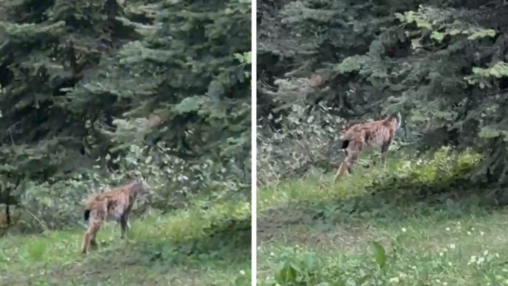 Bolu'da, nesli tükenmekte olan vaşak görüntülendi