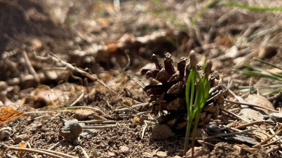Bolu'nun ormanları yeşeriyor