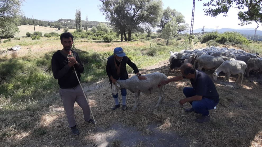 Bolu'da başıboş köpekler sürüye saldırdı