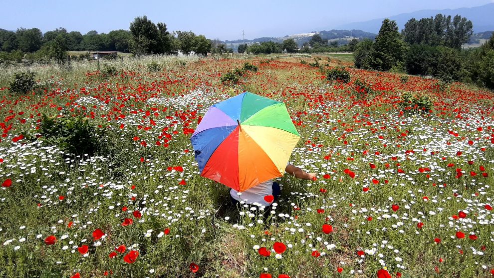 Gelincik ve papatya tarlası fotoğraf tutkunlarına görsel şölen sunuyor