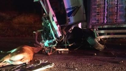 Mudurnu'da Feci Kaza: Yola Atlayan Geyik Can Aldı