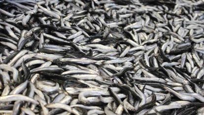 Bolu'da hamsi kilosu 200 liradan tezgahlarda yerini aldı