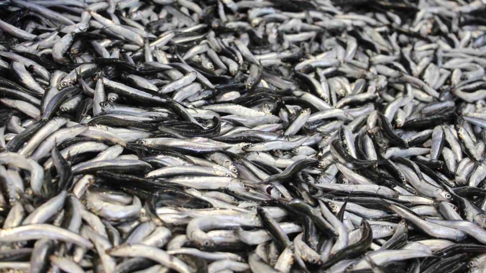 Bolu'da hamsi kilosu 200 liradan tezgahlarda yerini aldı